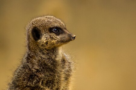 Wildlife mammal cute