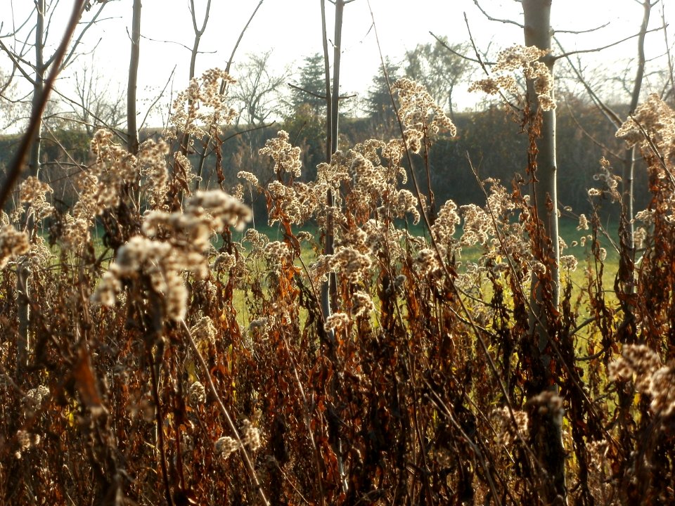 20111121Schwarzes_Teich2
