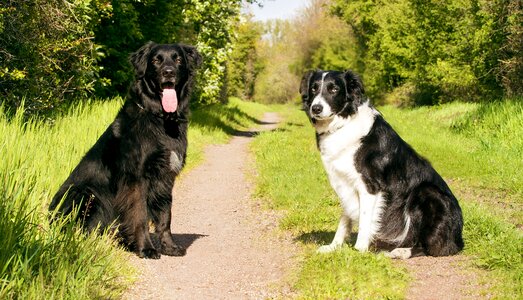 Forest labrador animal picture