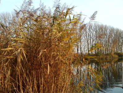 20111124Phragmites_australis