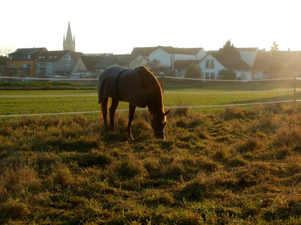 20111128Pferd_Reilingen2