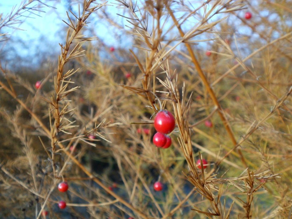 20111124Spargelfeld_Reilingen