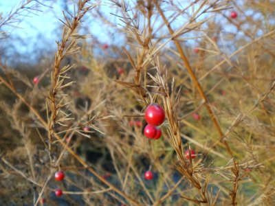 20111124Spargelfeld_Reilingen