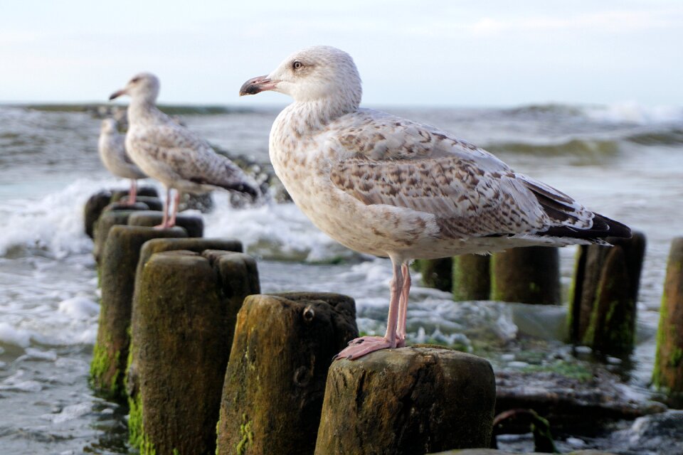 Water bird wave