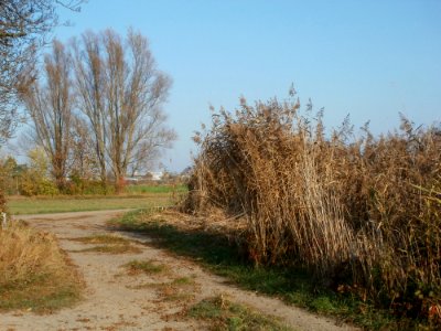 20111113Schilf_Hockenheim7