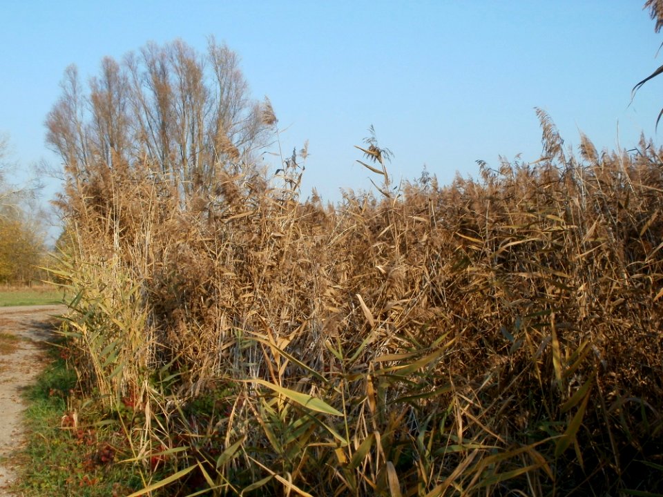 20111113Schilf_Hockenheim8