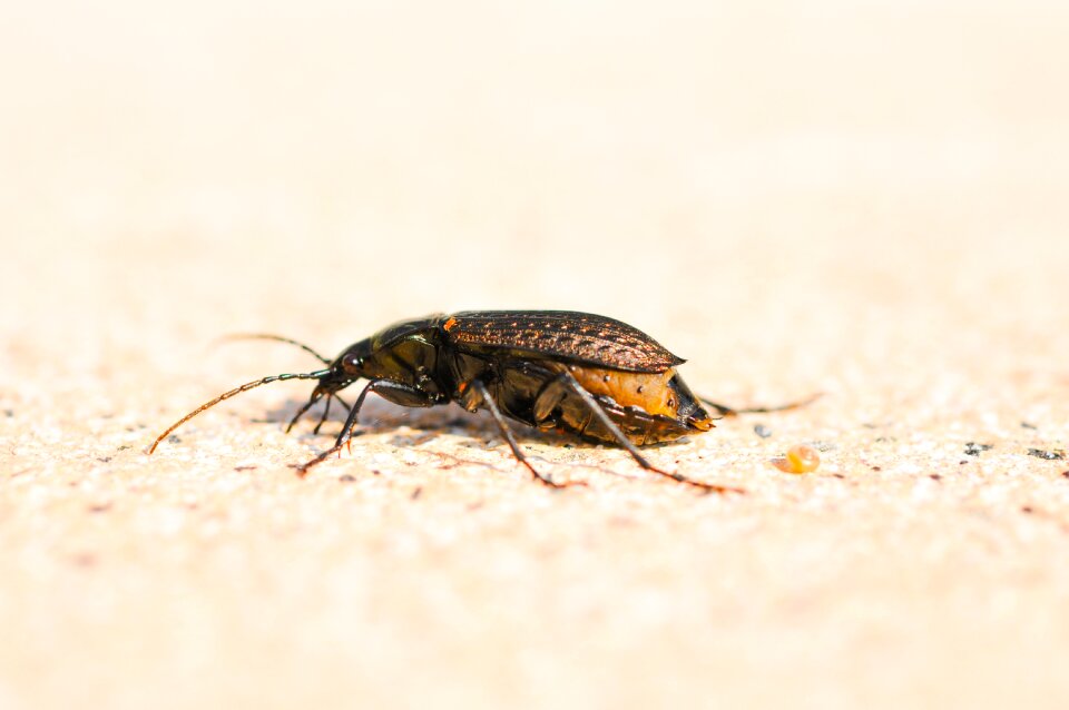 Bug nature animal