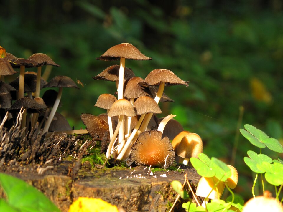 Trunk nature chestnut boletus