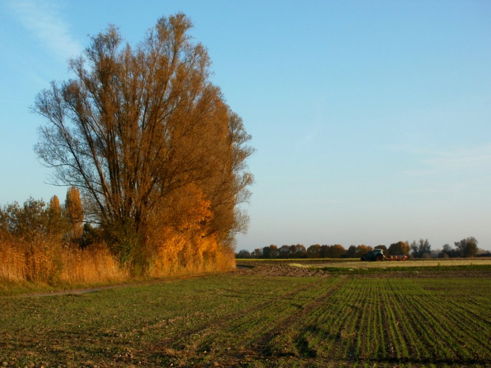 20111031Kotlachgraben_Hockenheim19
