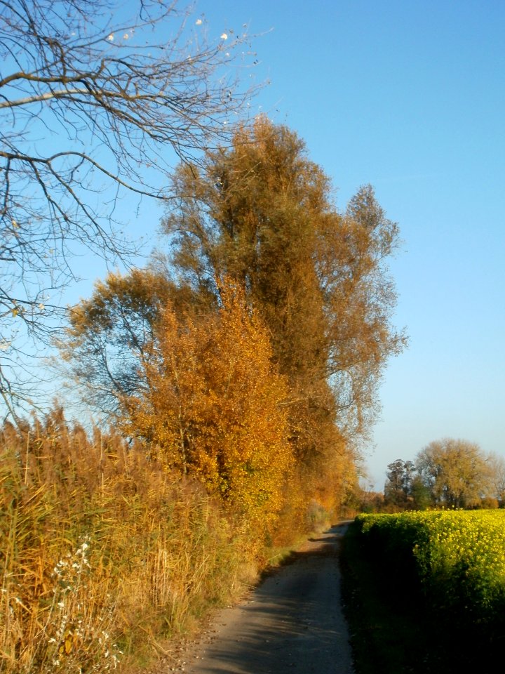 20111031Kotlachgraben_Hockenheim7