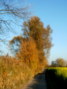 20111031Kotlachgraben_Hockenheim7