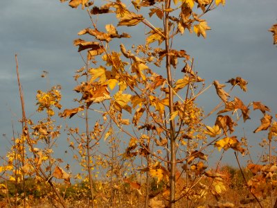 20111029Rheinbogen_Hockenheim11