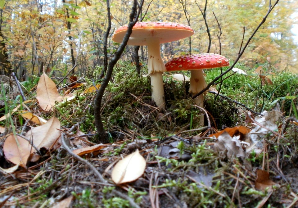 20111030Amanita_muscaria