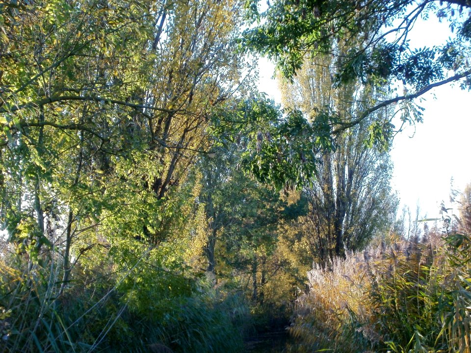 20111031Kotlachgraben_Hockenheim8