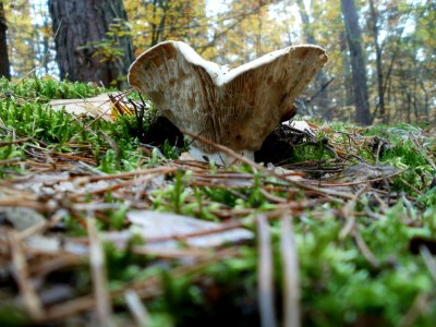 20111030Lactarius
