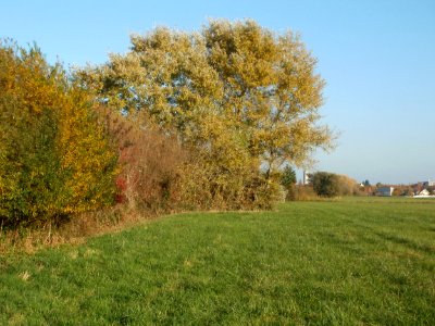 20111031Leopolds_Bachwiesen2