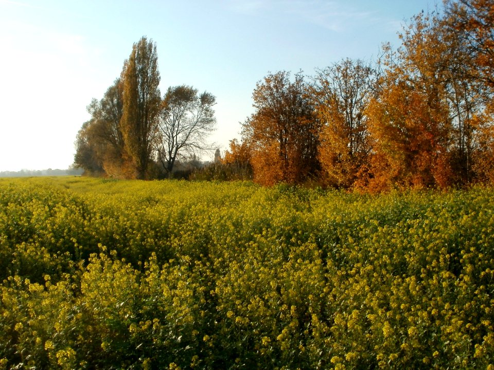 20111031Kotlachgraben_Hockenheim3