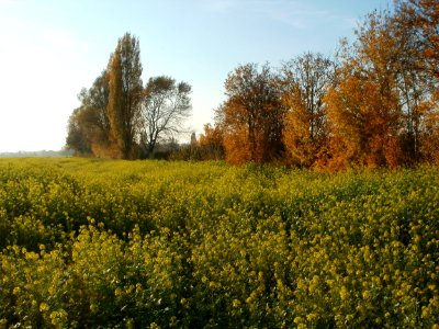 20111031Kotlachgraben_Hockenheim3