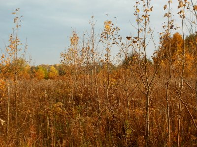 20111029Rheinbogen_Hockenheim12