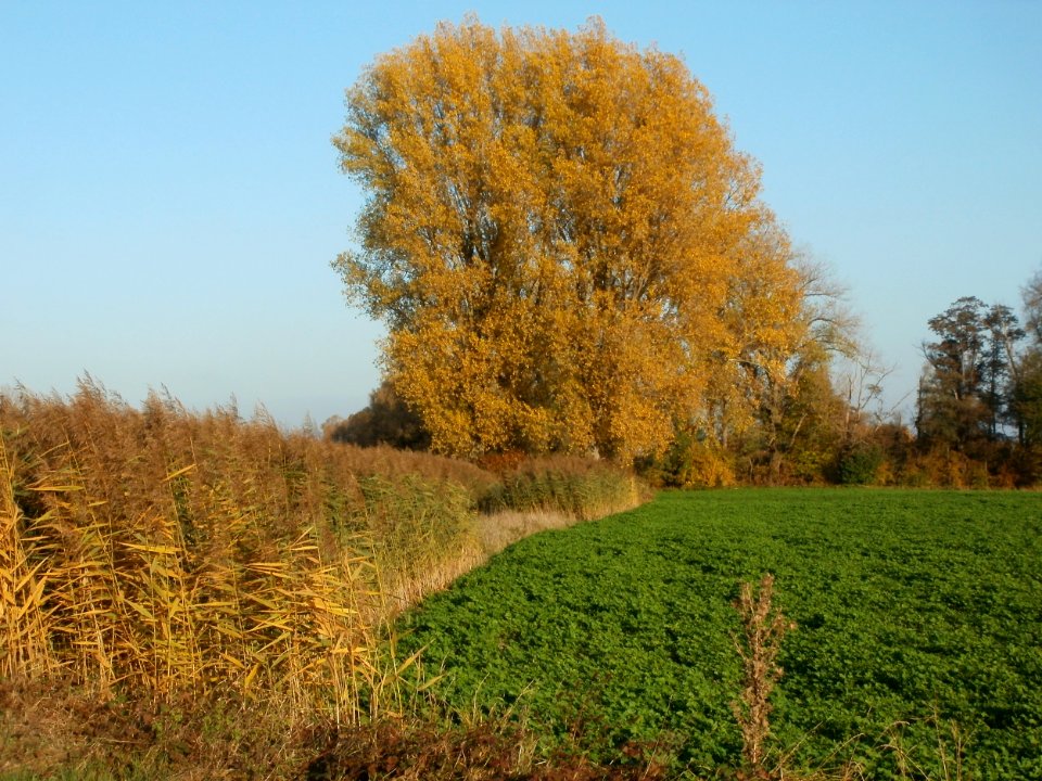20111031Kotlachgraben_Hockenheim4