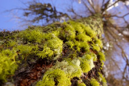 Green nature trunk