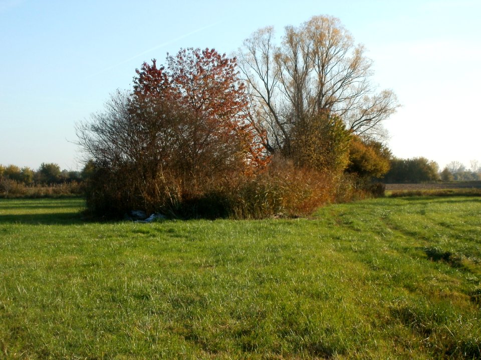 20111031Leopolds_Bachwiesen1