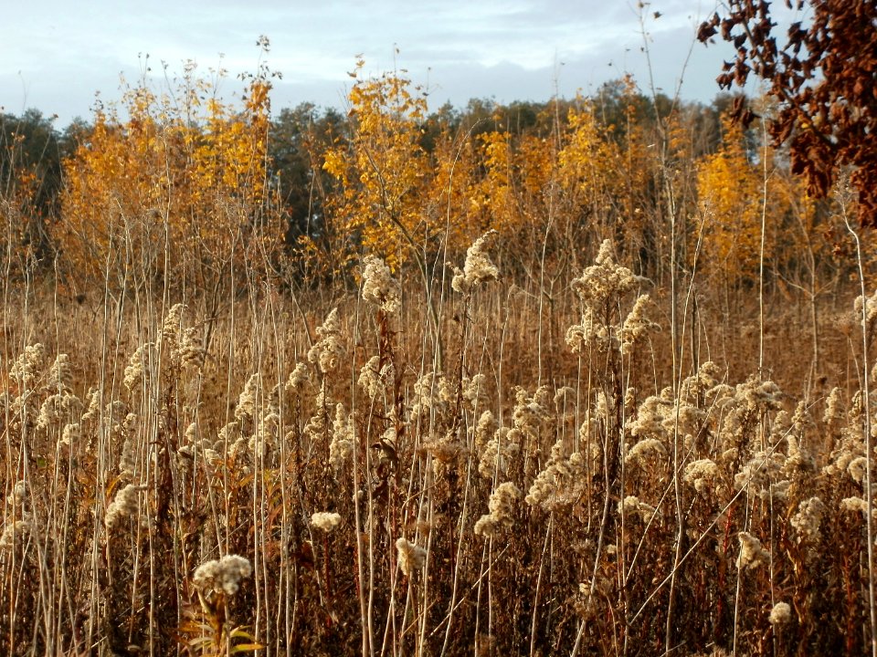 20111029Rheinbogen_Hockenheim13