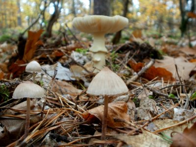 20111030Mycena
