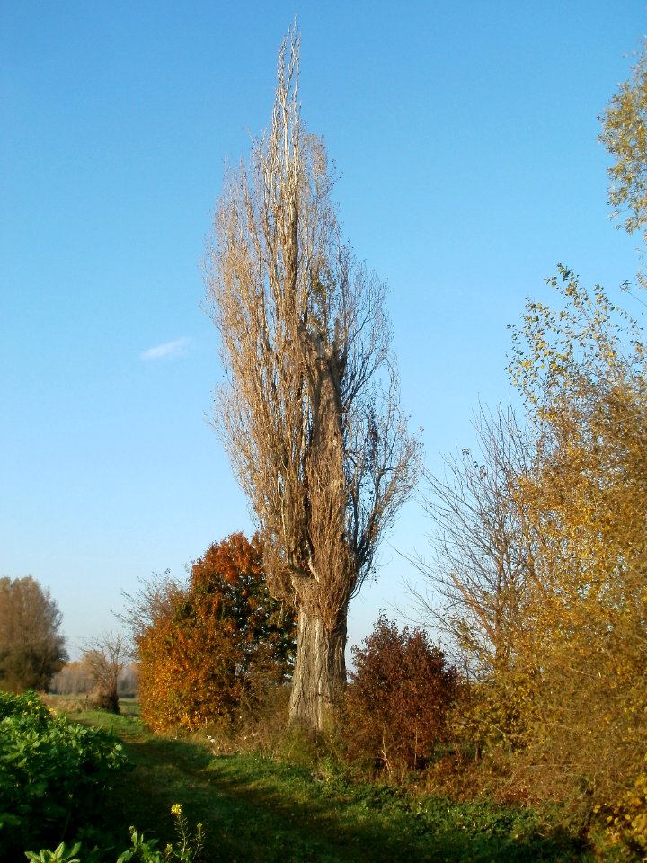 20111101Karl-Ludwig-See06