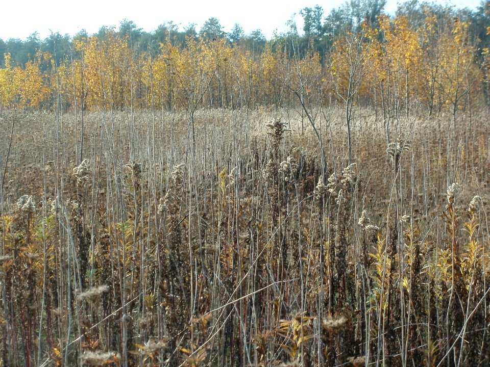 20111029Rheinbogen_Hockenheim14