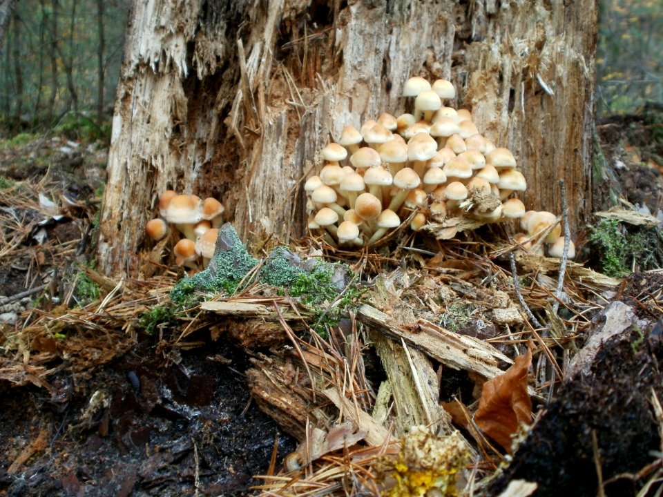 20111030Hypholoma