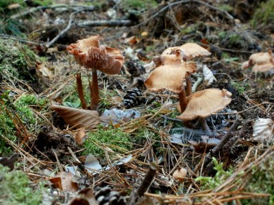 20111030Laccaria