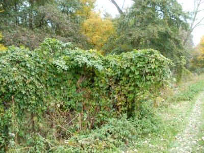 20111029Rheinbogen_Hockenheim03
