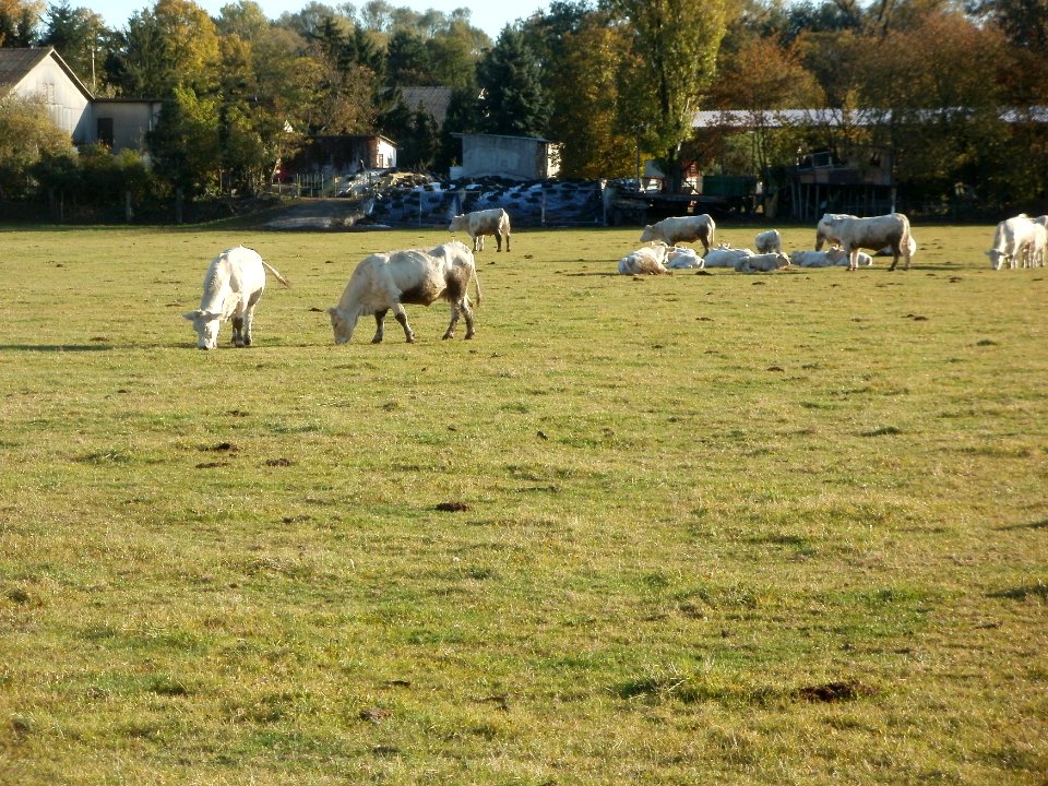 20111026Bruehl-Rohrhof05