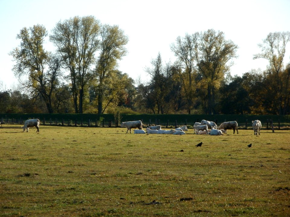 20111026Bruehl-Rohrhof03