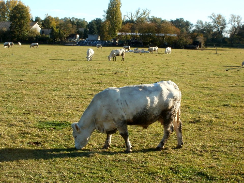 20111026Bruehl-Rohrhof04