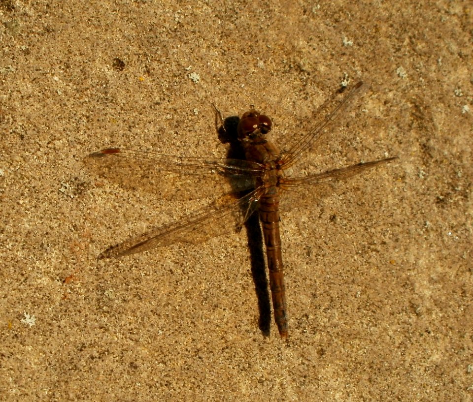 20111026Hochwassermarke_Bruehl5