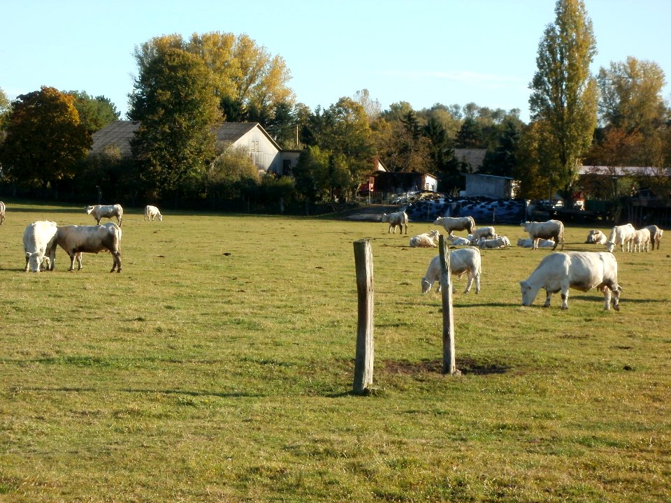 20111026Bruehl-Rohrhof06