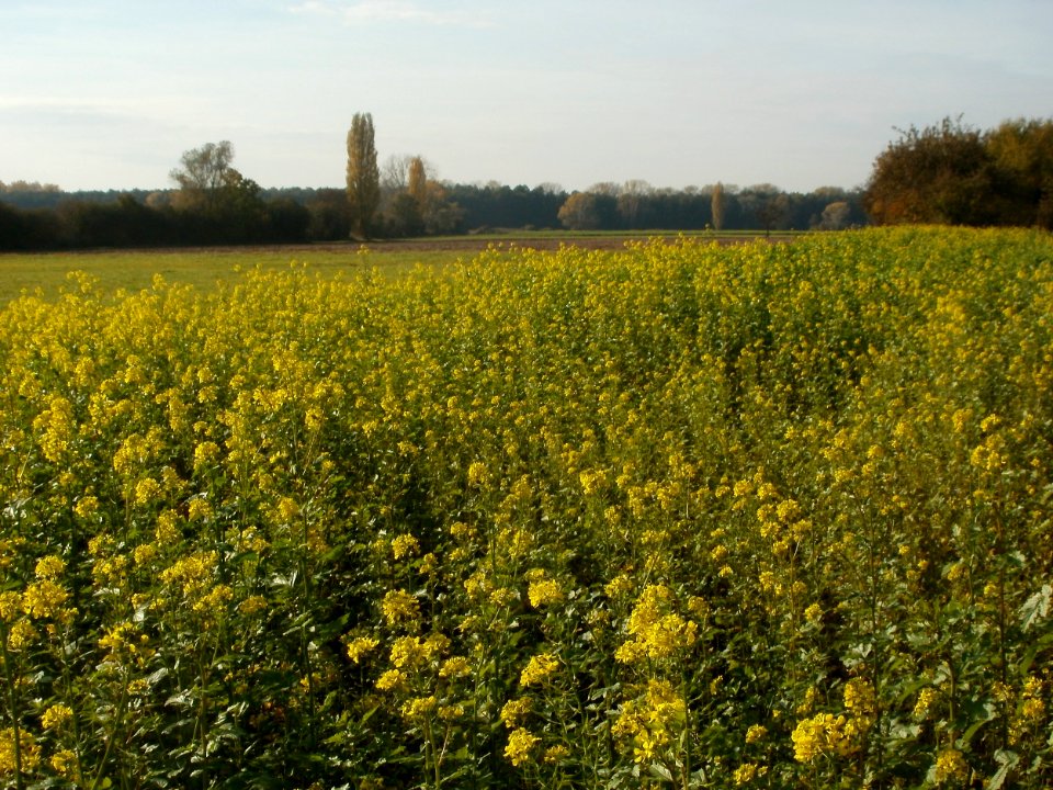 20111028Rapsfeld_Hockenheim1