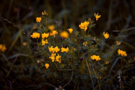 Flower pointed flower yellow