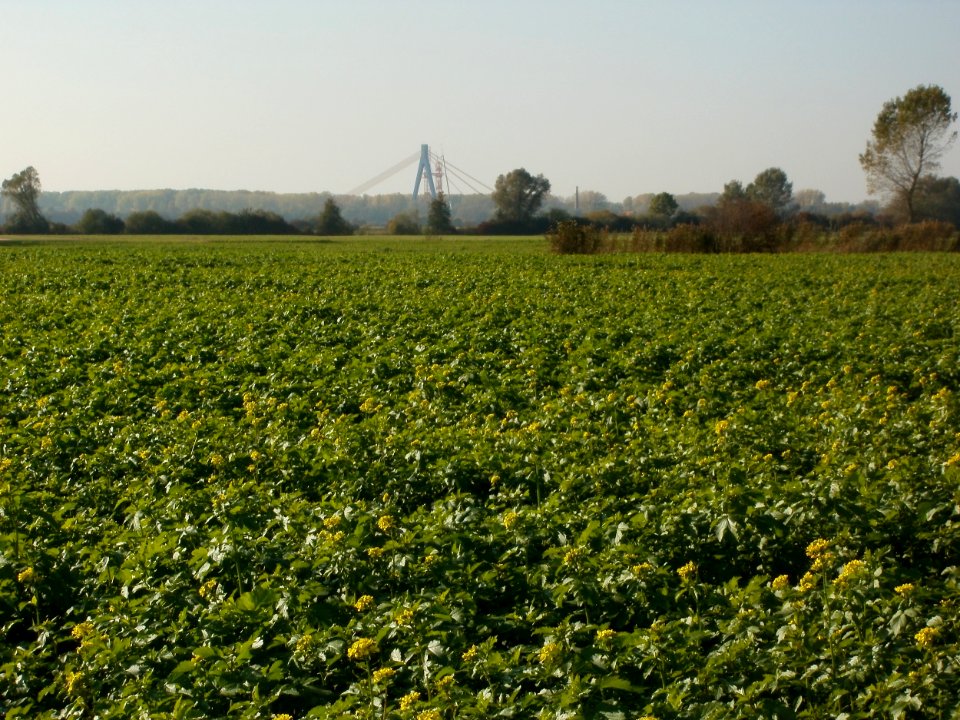 20111022Rapsfeld_Hockenheim1