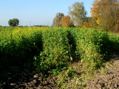 20111022Rapsfeld_Hockenheim7