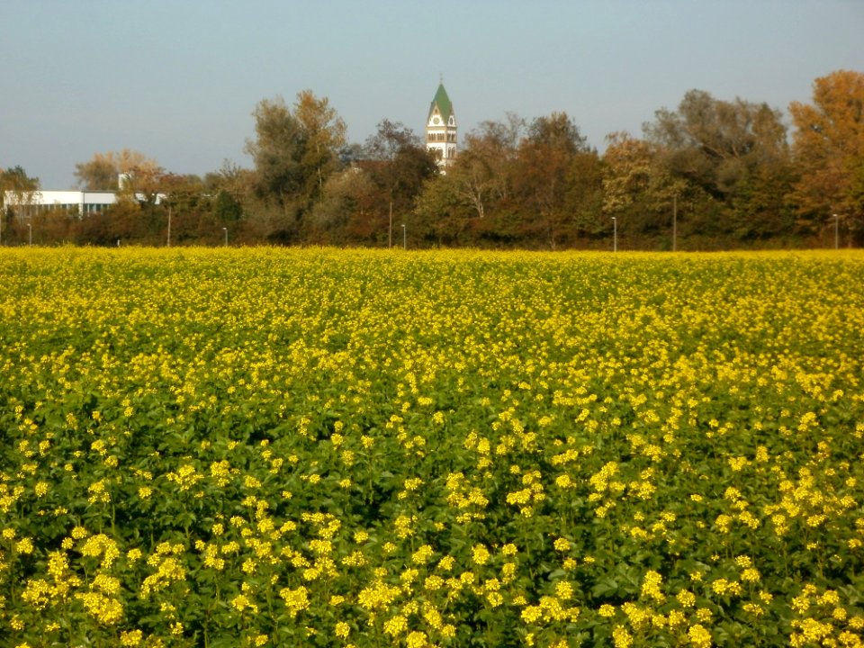 20111022Rapsfeld_Ketsch_3
