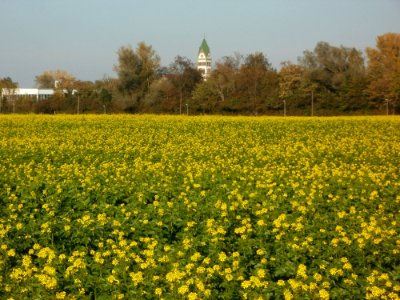 20111022Rapsfeld_Ketsch_3