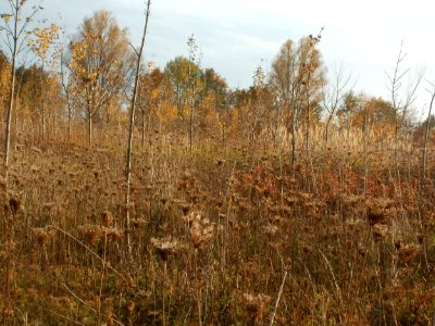 20111029Rheinbogen_Hockenheim08