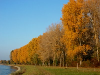 20111023Rhein_Altlussheim1