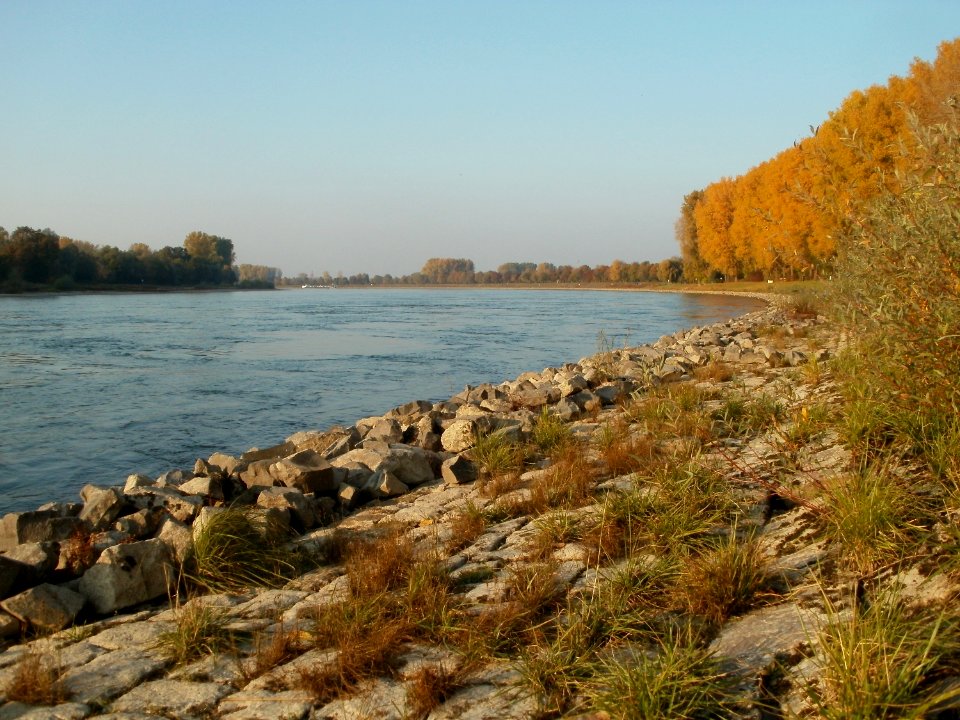 20111023Rhein_Altlussheim3