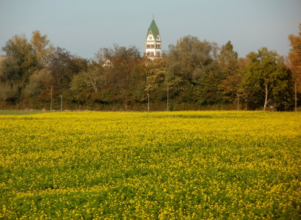 20111022Rapsfeld_Ketsch_2