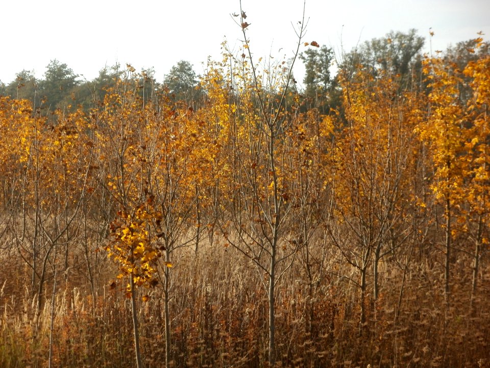 20111029Rheinbogen_Hockenheim06