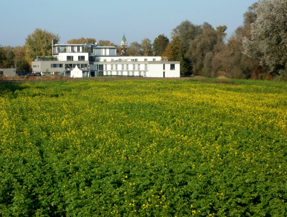 20111022Rapsfeld_Ketsch_1